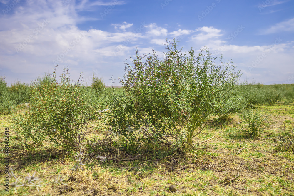 Obraz premium ant. Camel thorn plant. Green bush in the desert. Green grass on dried ground. Desert soil. Desert landscape in summer