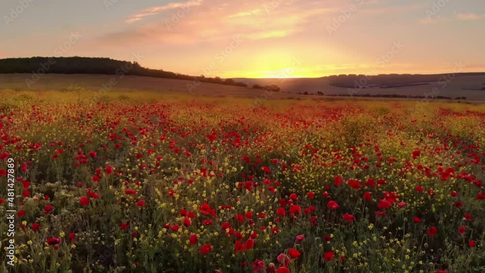Spring meadow of poppies flower in mountain during the sunset. Spring meadow of poppies flower in mountain during the sunset.