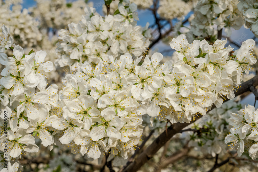 Plum (Prunus domestica) in orchard Plum (Prunus domestica) in orchard