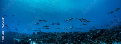 Canvas Print Grey Reef Sharks on Fakarava Atoll French Polynesia