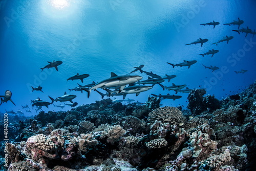Grey Reef Sharks on Fakarava Atoll French Polynesia photo