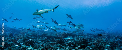 Obraz na plátně Grey Reef Sharks on Fakarava Atoll French Polynesia