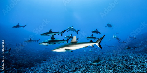 Fototapeta Grey Reef Sharks on Fakarava Atoll French Polynesia