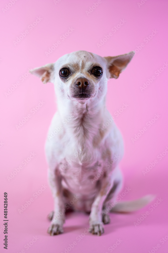 Chihuahua on a pastel background