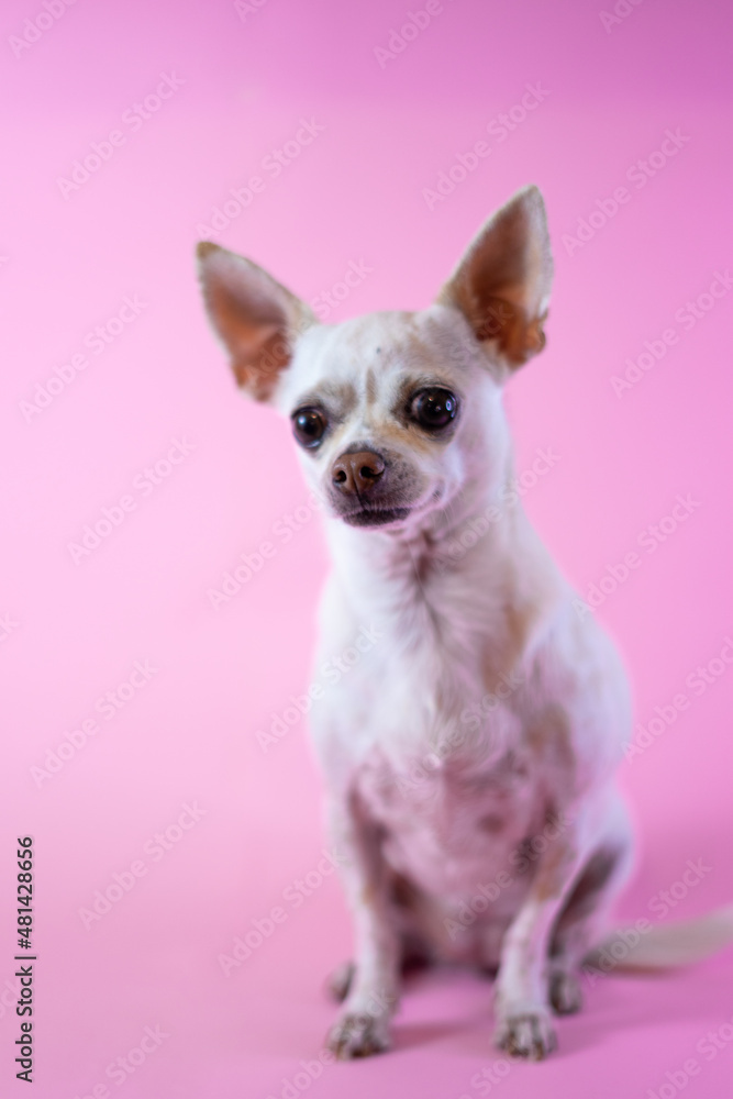 Chihuahua on a pastel background