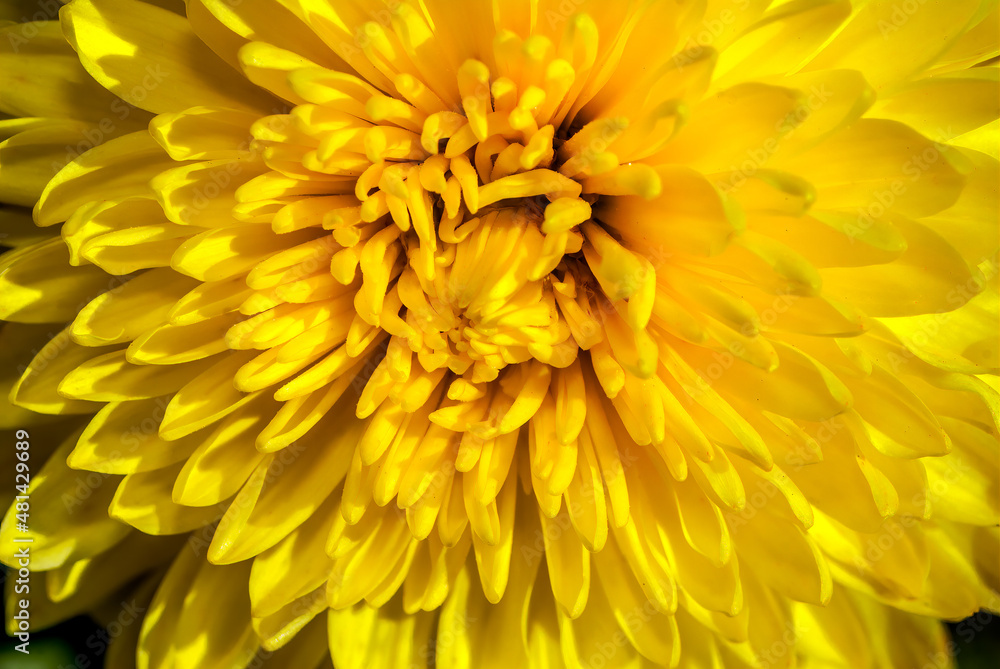 Florist's Daisy (Chrysanthemum morifolium) in garden Florist's Daisy (Chrysanthemum morifolium) in garden