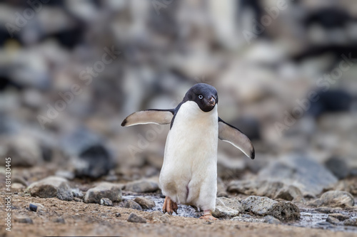 Adelie penguin hikes down the stoney beach to the water