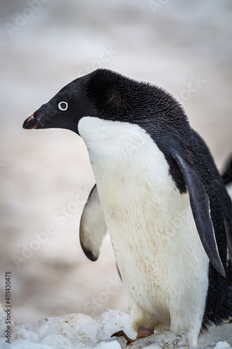 Full body profile shot of adelie penguin facing left.CR2