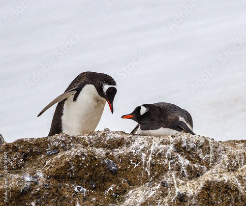 Gentoo penguins on nest made up of small pebbles or stones
