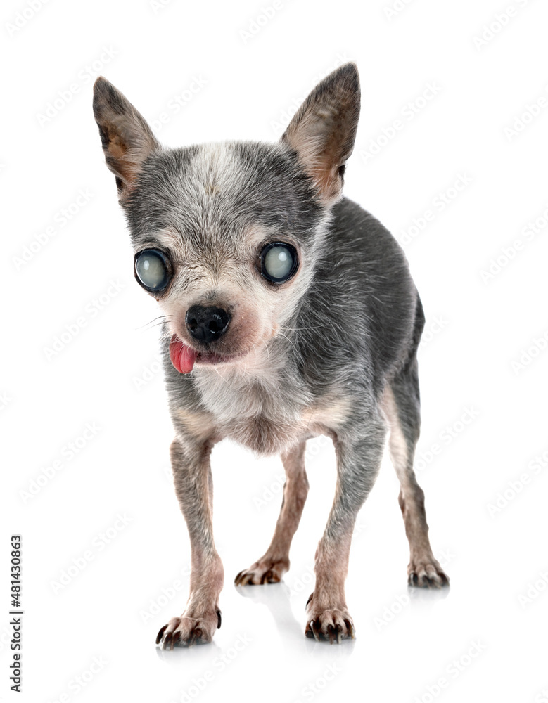 blind old chihuahua blind old chihuahua