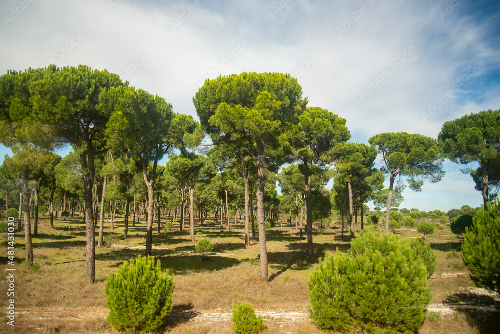 PORTUGAL ALENTEJO LANDSCAPE AGRICULTURE