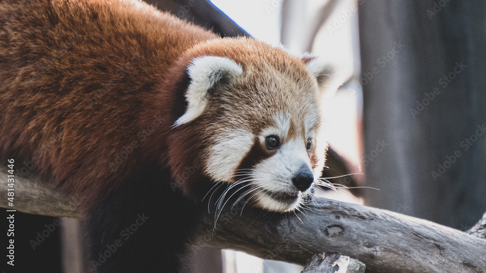 Fototapeta premium Panda rojo retrato