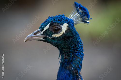 Pavo real de lado photo