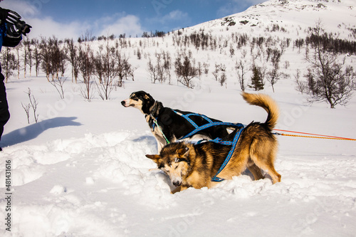 Fototapeta Naklejka Na Ścianę i Meble -  Dog sledding in Lofoten Islands, Northern Norway.