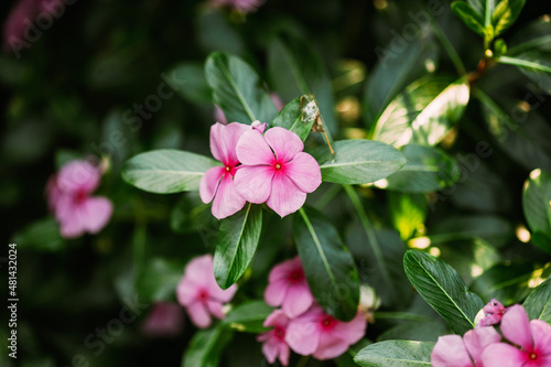 Goa, India. Blooming Pink Flowers Of Catharanthus Roseus In Garden