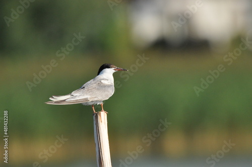 The Common Tern, an agile bird that hunts fish, with specimens sitting on poles sticking out of the lake. © TRINGA
