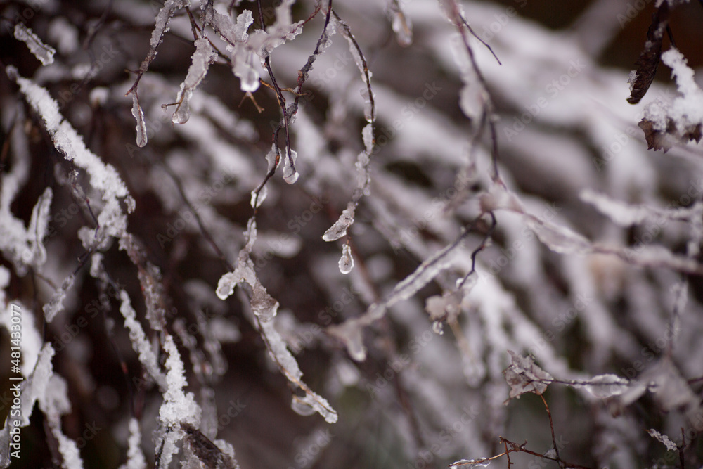 winter frost ice snow trees plants