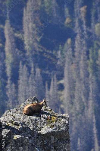 Mountain chamois, goats on the peaks in the Tatra National Park. Mammals grazing in the clearing and resting between the ridges and rocks.