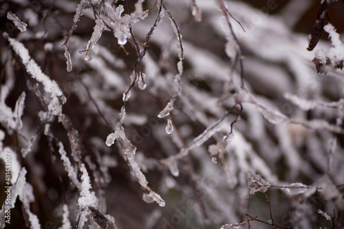 winter frost ice snow trees plants