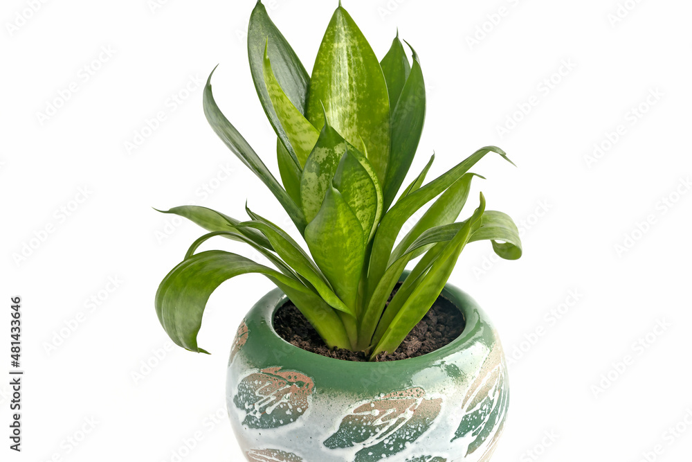 Home potted evergreen Sansevieria flower in a ceramic planter of the Asparagus family. Home potted evergreen Sansevieria flower in a ceramic planter of the Asparagus family.
