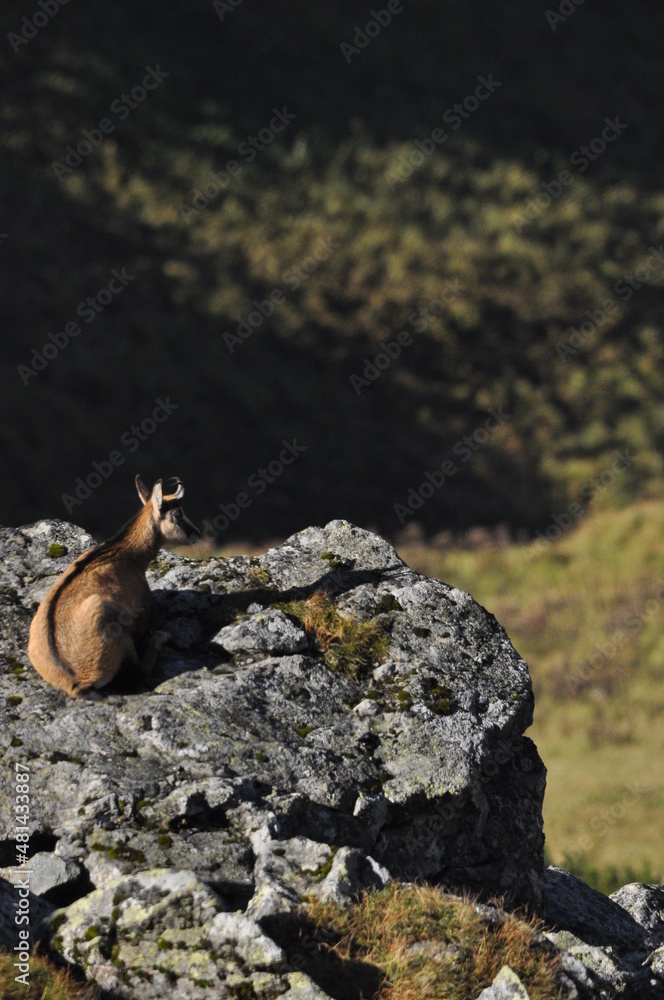 Mountain chamois, goats on the peaks in the Tatra National Park. Mammals grazing in the clearing and resting between the ridges and rocks. Mountain chamois, goats on the peaks in the Tatra National Park. Mammals grazing in the clearing and resting between the ridges and rocks.