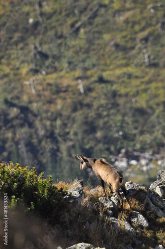 Mountain chamois, goats on the peaks in the Tatra National Park. Mammals grazing in the clearing and resting between the ridges and rocks. © TRINGA