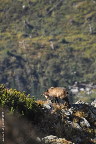 Mountain chamois  goats on the peaks in the Tatra National Park. Mammals grazing in the clearing and resting between the ridges and rocks.