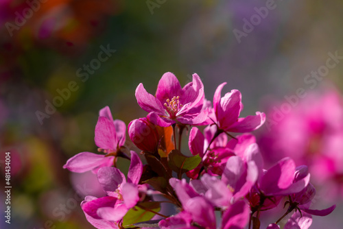 Spring flowering tree, beautiful spring background.