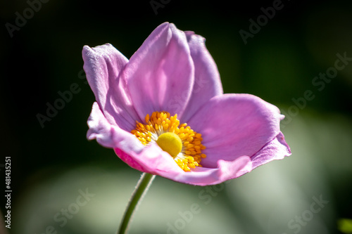 A Pink Anemone Flower with Selective Focus