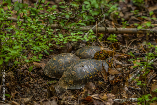 Eastern box turtles together