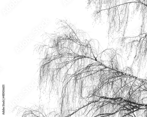 Birch branches without foliage, isolated on white background. Texture for creativity.