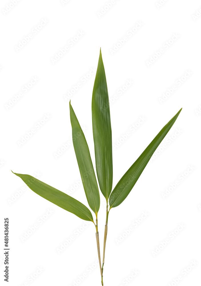 Obraz premium Feuillage de bambous