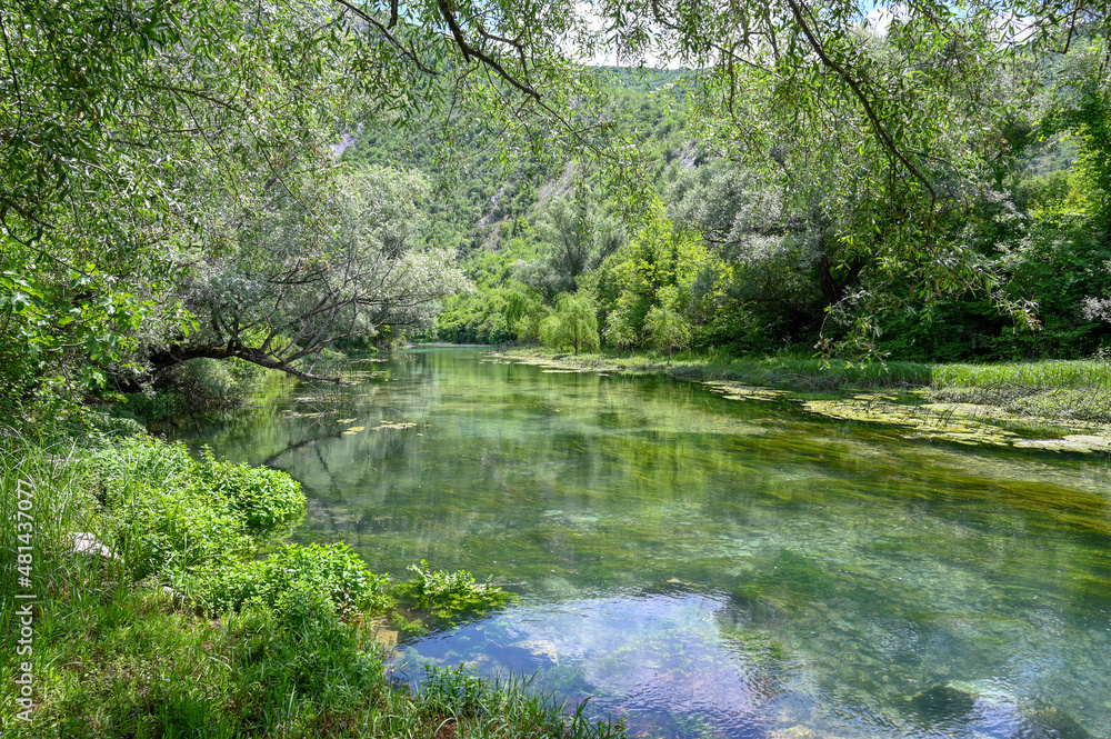 River flowing between green trees in spring. Crystal clear mountain water in nature. River surrounded by green trees in forest.