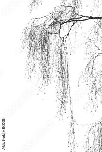 Birch branches without foliage, isolated on white background. Texture for creativity.