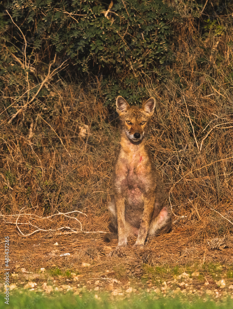 A wounded Golden Jackal female is sitting and looking at the camera. A wounded Golden Jackal female is sitting and looking at the camera.