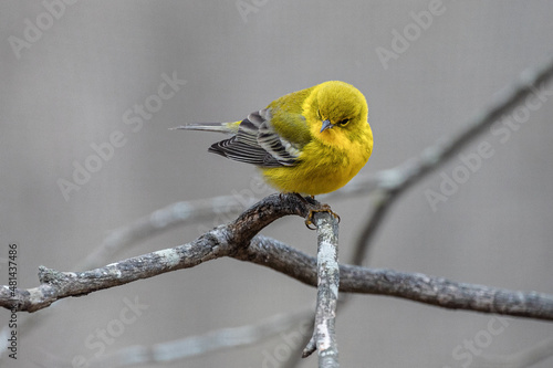 Pine warbler with attitude photo