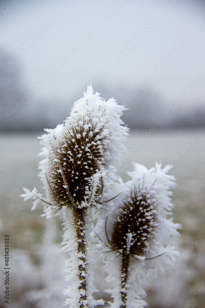 Obraz premium Chardon dans le givre et la brume