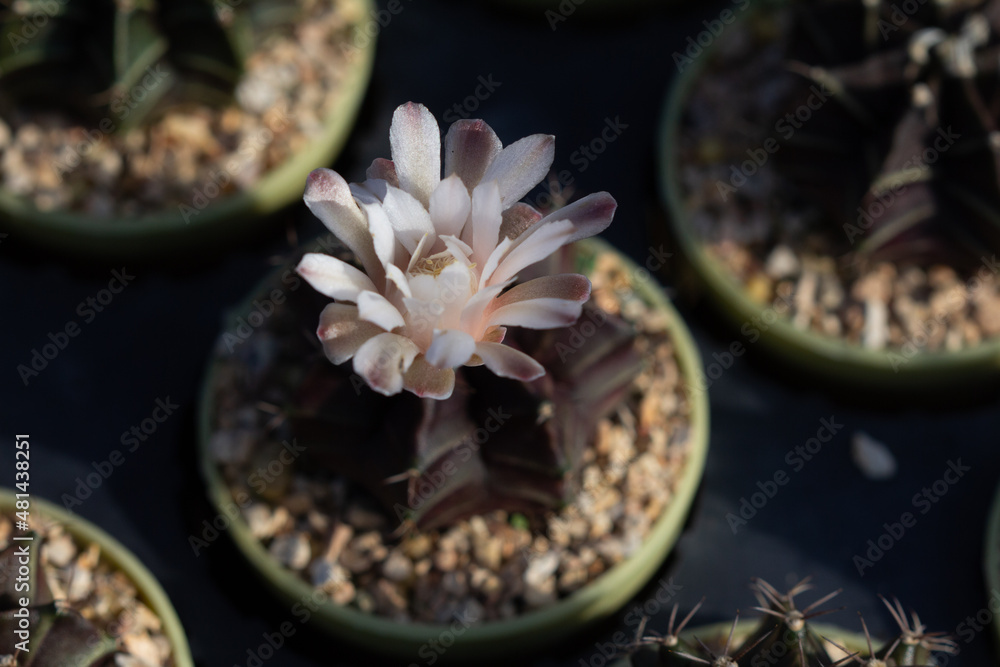 cactus garden on the farm hobby and leisure activities for another form of happiness cactus garden on the farm hobby and leisure activities for another form of happiness