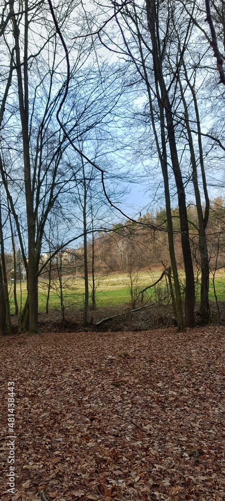 Fototapeta premium Forest view