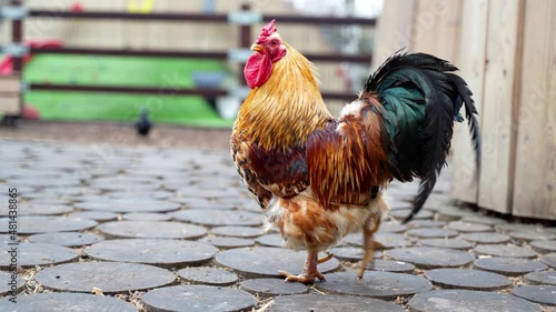 A rooster running around the farm looking for its chickens hidden in a nest with chickens.