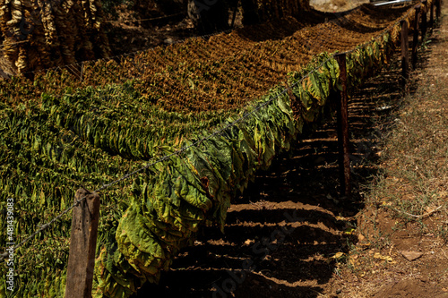 close up of a tobaccos leaves rope