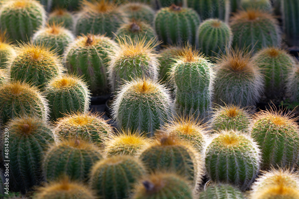 cactus garden on the farm hobby and leisure activities for another form of happiness cactus garden on the farm hobby and leisure activities for another form of happiness