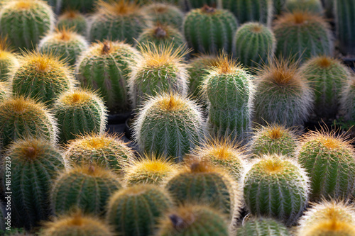 cactus garden on the farm hobby and leisure activities for another form of happiness