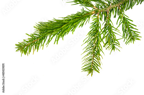 Caucasian fir twigs on a white isolated background