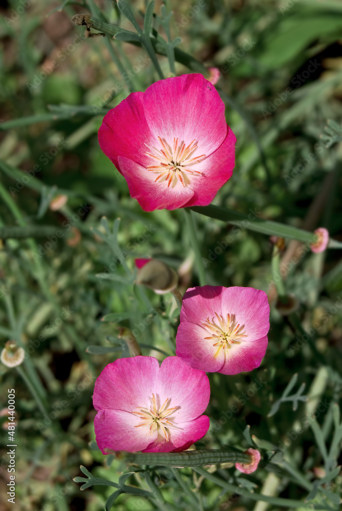 Fototapeta premium California Poppy (Eschscholtzia californica) in garden
