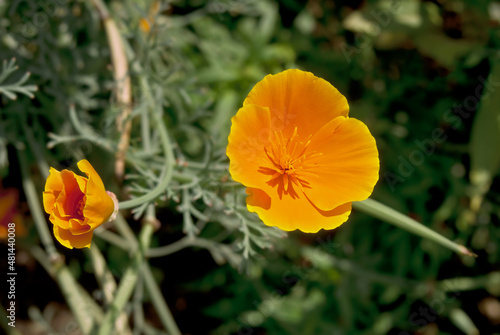 California Poppy  Eschscholtzia californica  in garden