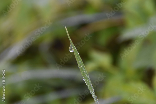 dew on grass © Angelika_Z