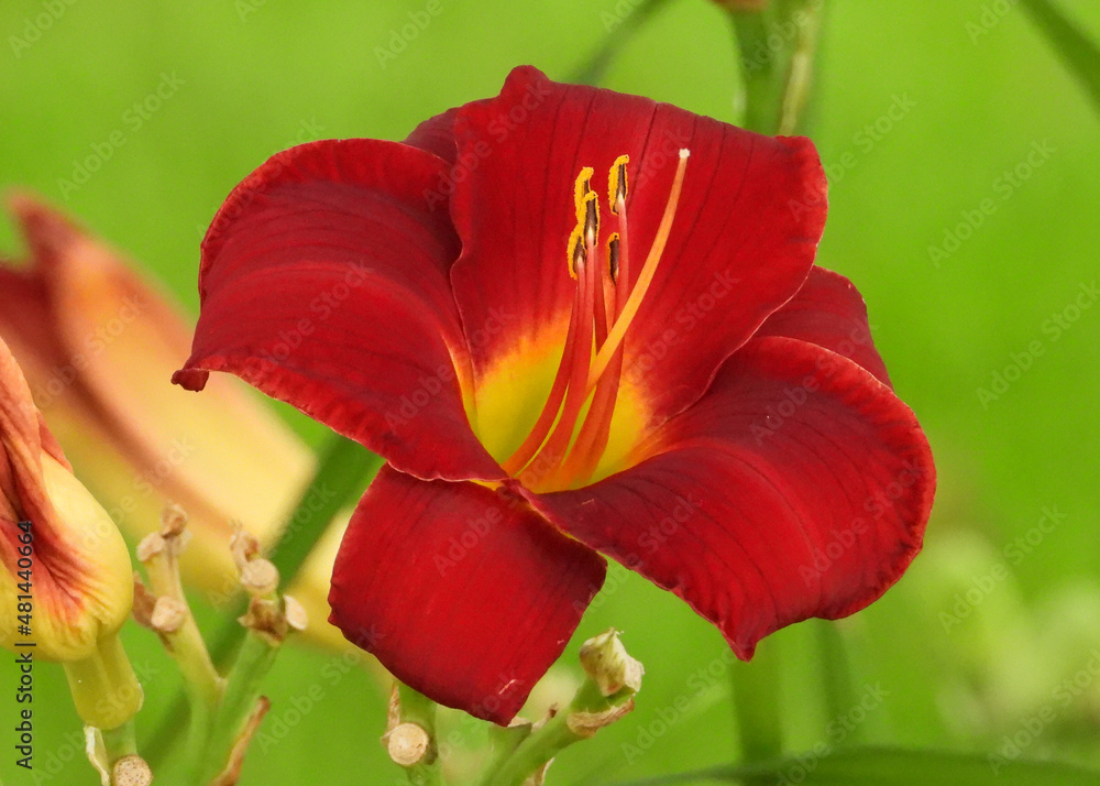 Orange Daylily ready for the pollination Orange Daylily ready for the pollination