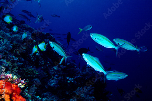 ドロップオフの魚　海中写真 © inubi