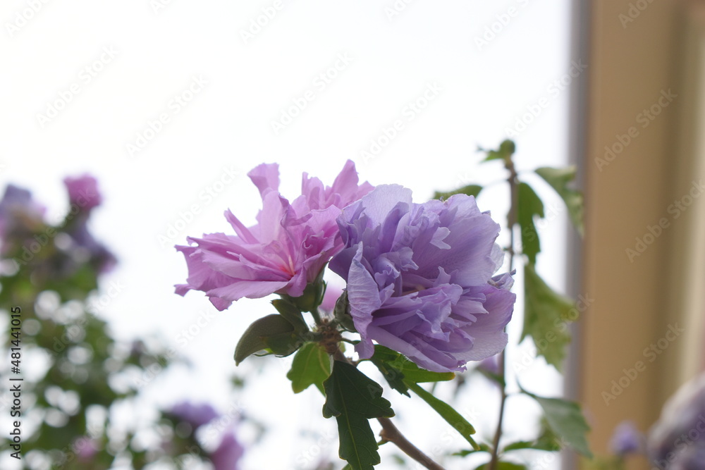 flowers in the garden